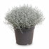 Leucophyta brownii (Buisson d&