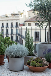 Leucophyta brownii (Buisson d&