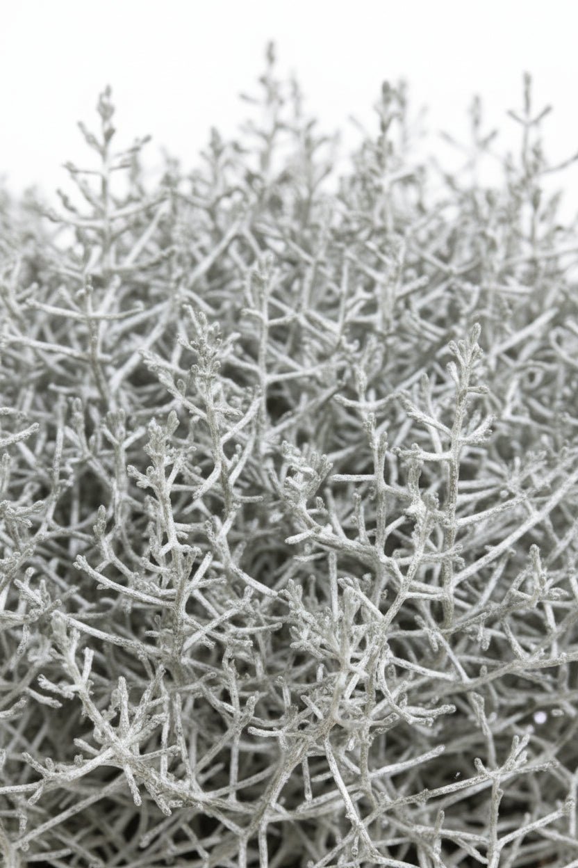 Leucophyta brownii (Buisson d&
