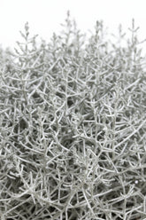 Leucophyta brownii (Buisson d&