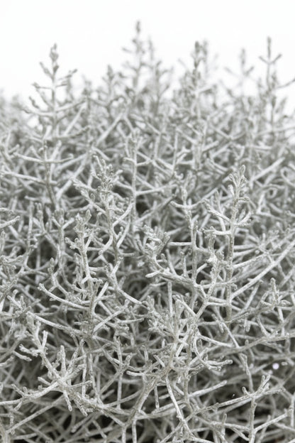 Leucophyta brownii (Buisson d&