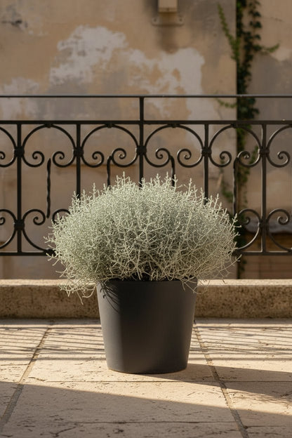 Leucophyta brownii (Buisson d&
