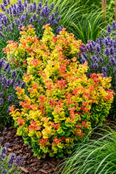 Leucothoe axillaris &