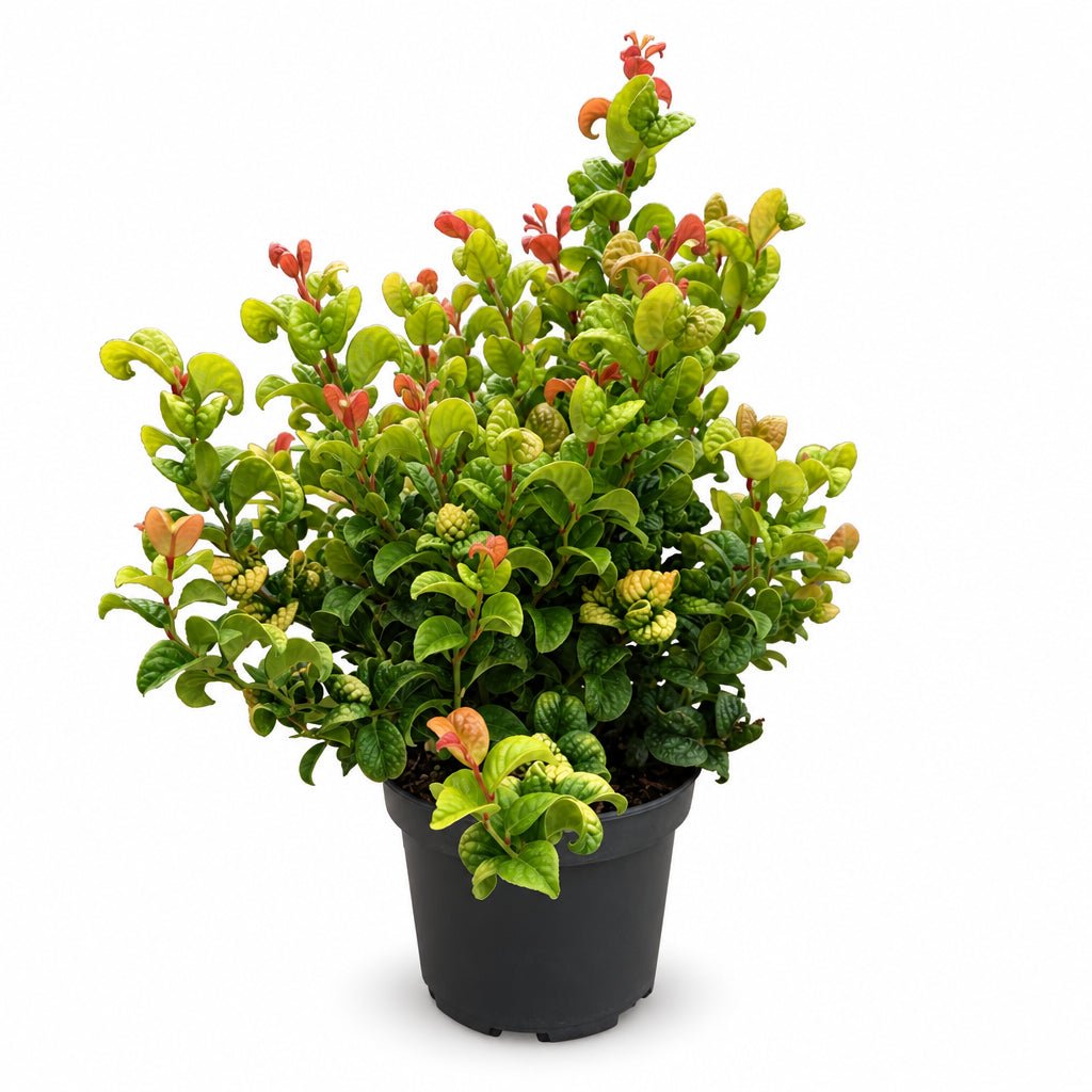 Leucothoe axillaris &