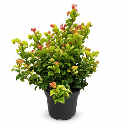 Leucothoe axillaris &
