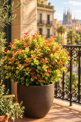Leucothoe axillaris &