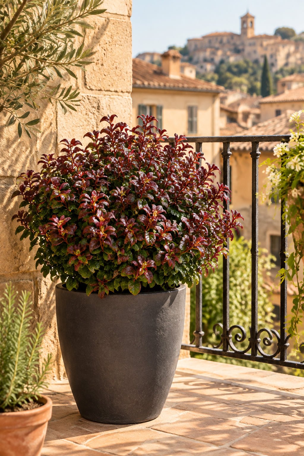 Leucothoe axillaris &