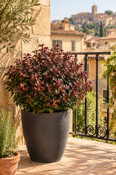 Leucothoe axillaris &
