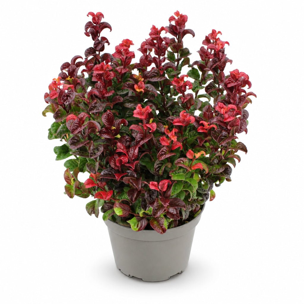 Leucothoe axillaris &