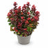 Leucothoe axillaris &