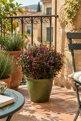 Leucothoe axillaris &
