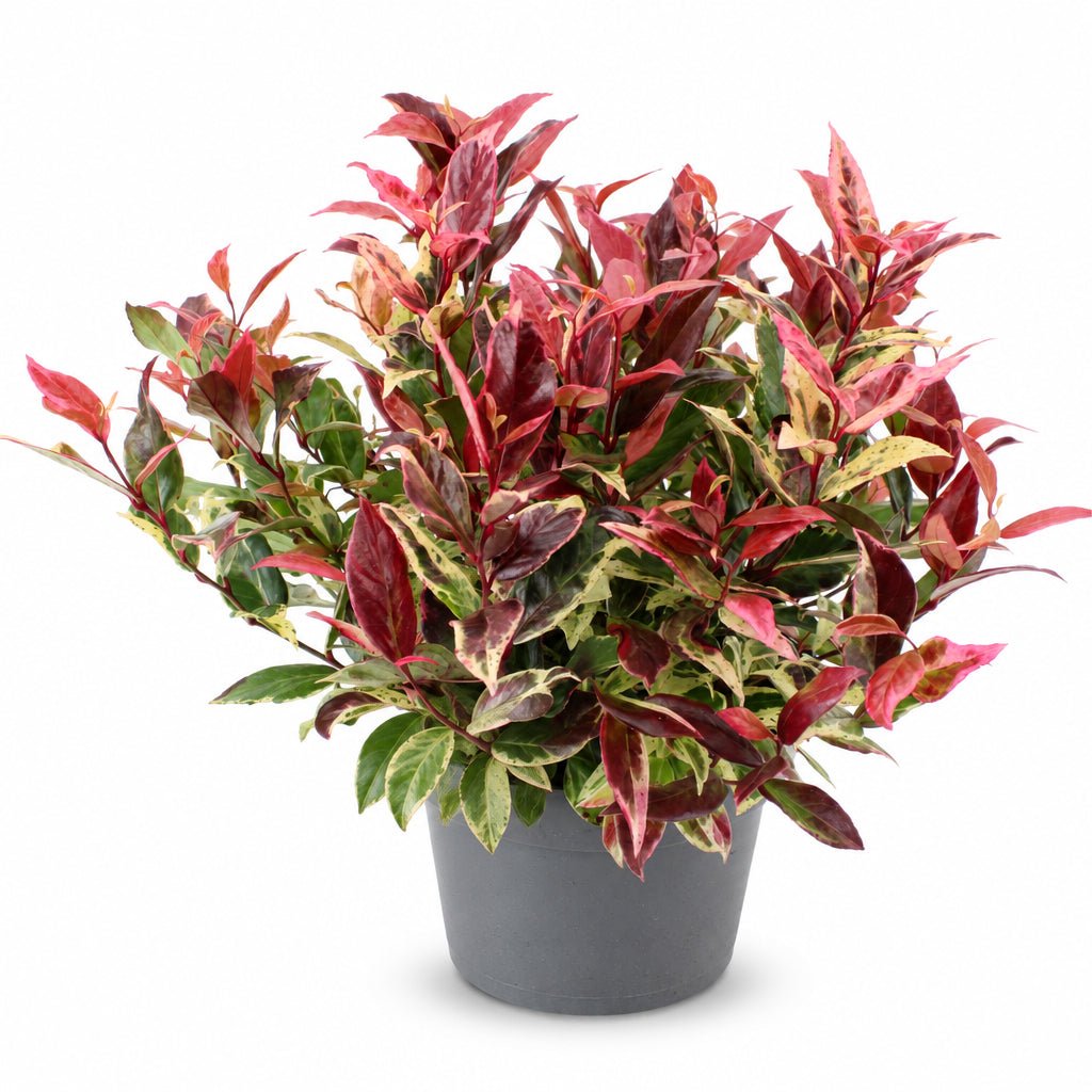 Leucothoe fontanesiana &