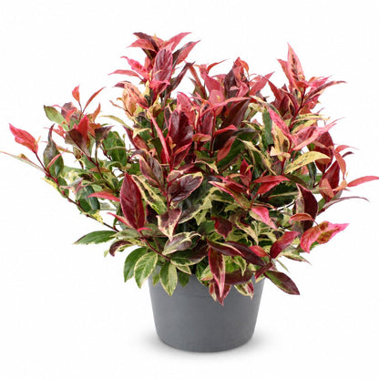 Leucothoe fontanesiana &
