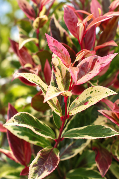 Leucothoe fontanesiana &
