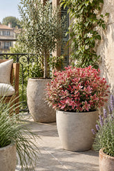 Leucothoe fontanesiana &