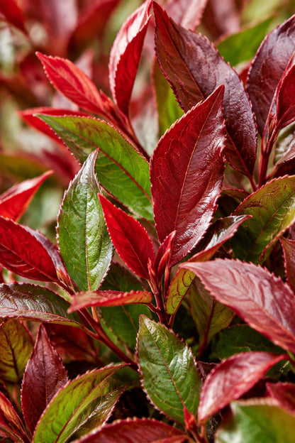 Leucothoe fontanesiana &