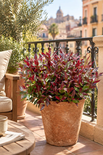 Leucothoe fontanesiana &