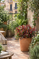 Leucothoe fontanesiana &