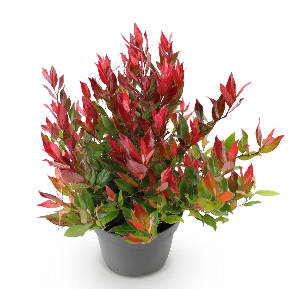 Leucothoe fontanesiana &