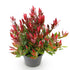 Leucothoe fontanesiana &
