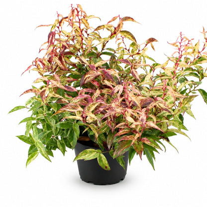 Leucothoe fontanesiana &