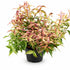 Leucothoe fontanesiana &