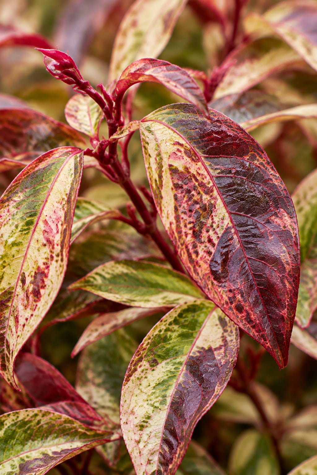 Leucothoe fontanesiana &