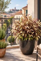 Leucothoe fontanesiana &