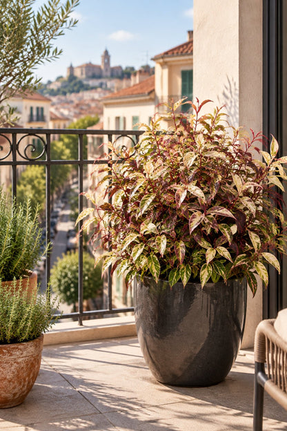 Leucothoe fontanesiana &