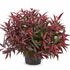 Leucothoe keiskei &