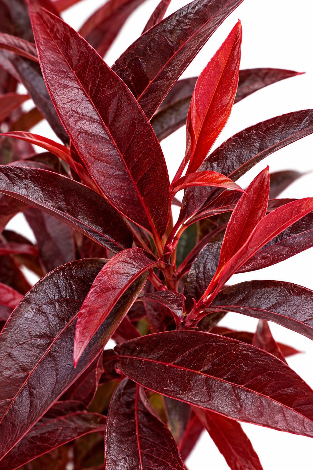 Leucothoe keiskei &