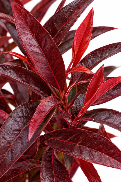 Leucothoe keiskei &