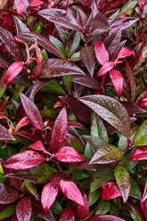 Leucothoe Scarletta® &