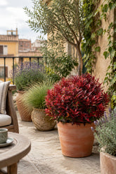 Leucothoe Scarletta® &