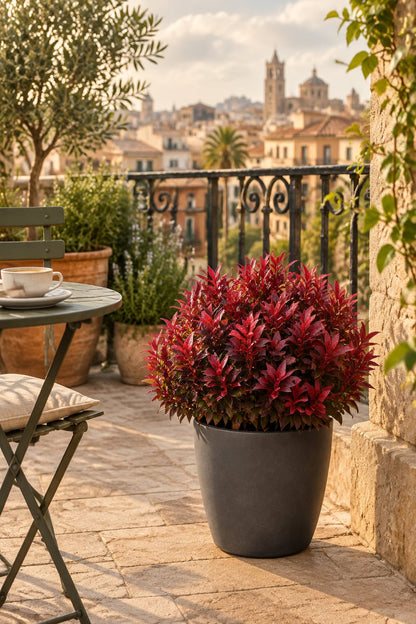 Leucothoe Scarletta® &