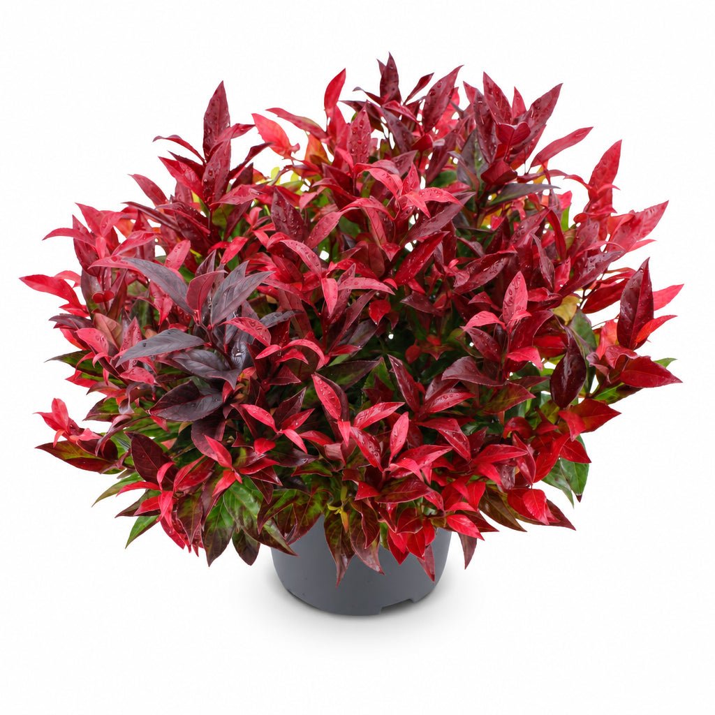 Leucothoe Scarletta® &