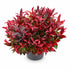 Leucothoe Scarletta® &