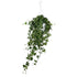 Ivy Hedera Helix Pittsburgh - Verdeia - 1