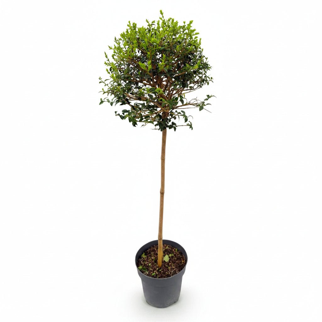 Ligustrum delavayanum sur tige (Troène de Delavay) — H90 cm | Pot Ø19 cm - Verdeia - 2
