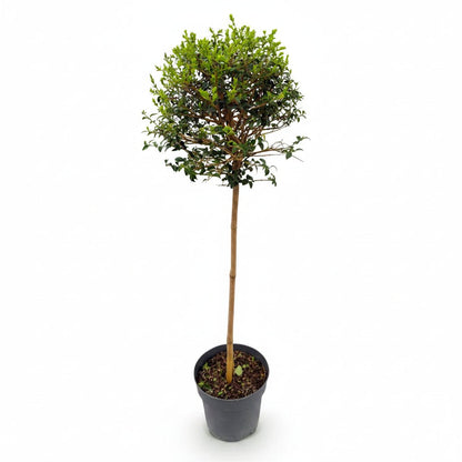 Ligustrum delavayanum sur tige (Troène de Delavay) — H90 cm | Pot Ø19 cm - Verdeia - 2