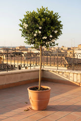 Ligustrum delavayanum sur tige (Troène de Delavay) — H90 cm | Pot Ø19 cm - Verdeia - 5