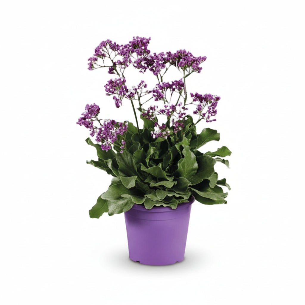 Limonium Salt Lake (Statice) H60 cm | Pot Ø19 cm - Verdeia - 1