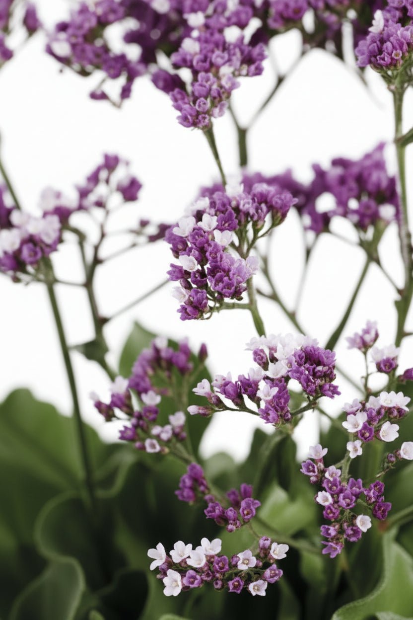 Limonium Salt Lake (Statice) H60 cm | Pot Ø19 cm - Verdeia - 2