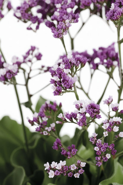 Limonium Salt Lake (Statice) H60 cm | Pot Ø19 cm - Verdeia - 2