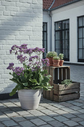 Limonium Salt Lake (Statice) H60 cm | Pot Ø19 cm - Verdeia - 5