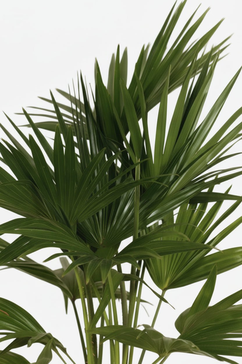 Livistona Chinensis — Palma abanico de China — Ø24 cm — H100 cm - Verdeia - 2