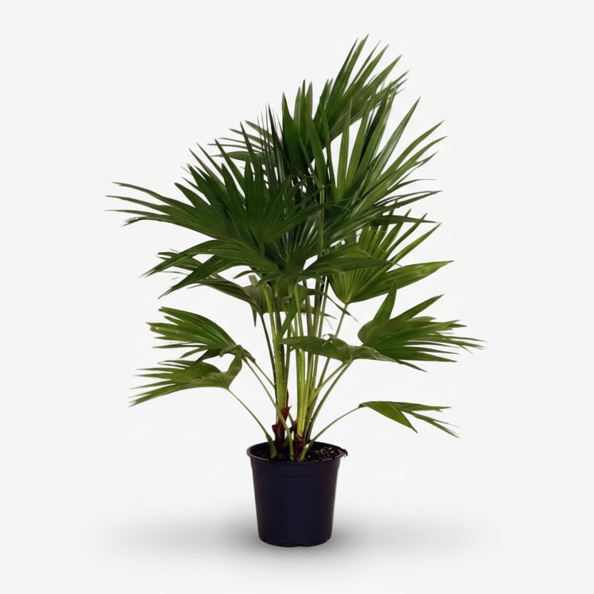 Livistona Chinensis — Chinese Fan Palm — Ø24 cm — H100 cm - Verdeia - 1