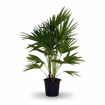 Livistona Chinensis — Palma abanico de China — Ø24 cm — H100 cm - Verdeia - 1