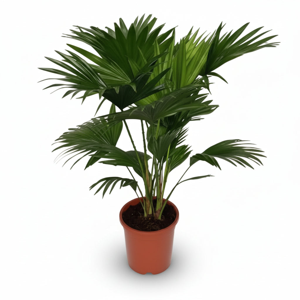 Livistona Rotundifolia — Ø17 cm — H70 cm - Verdeia - 1