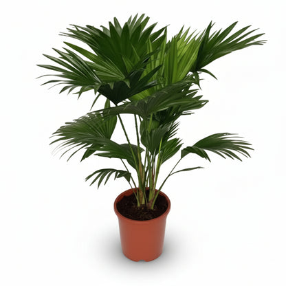 Livistona Rotundifolia — Ø17 cm — H70 cm - Verdeia - 1